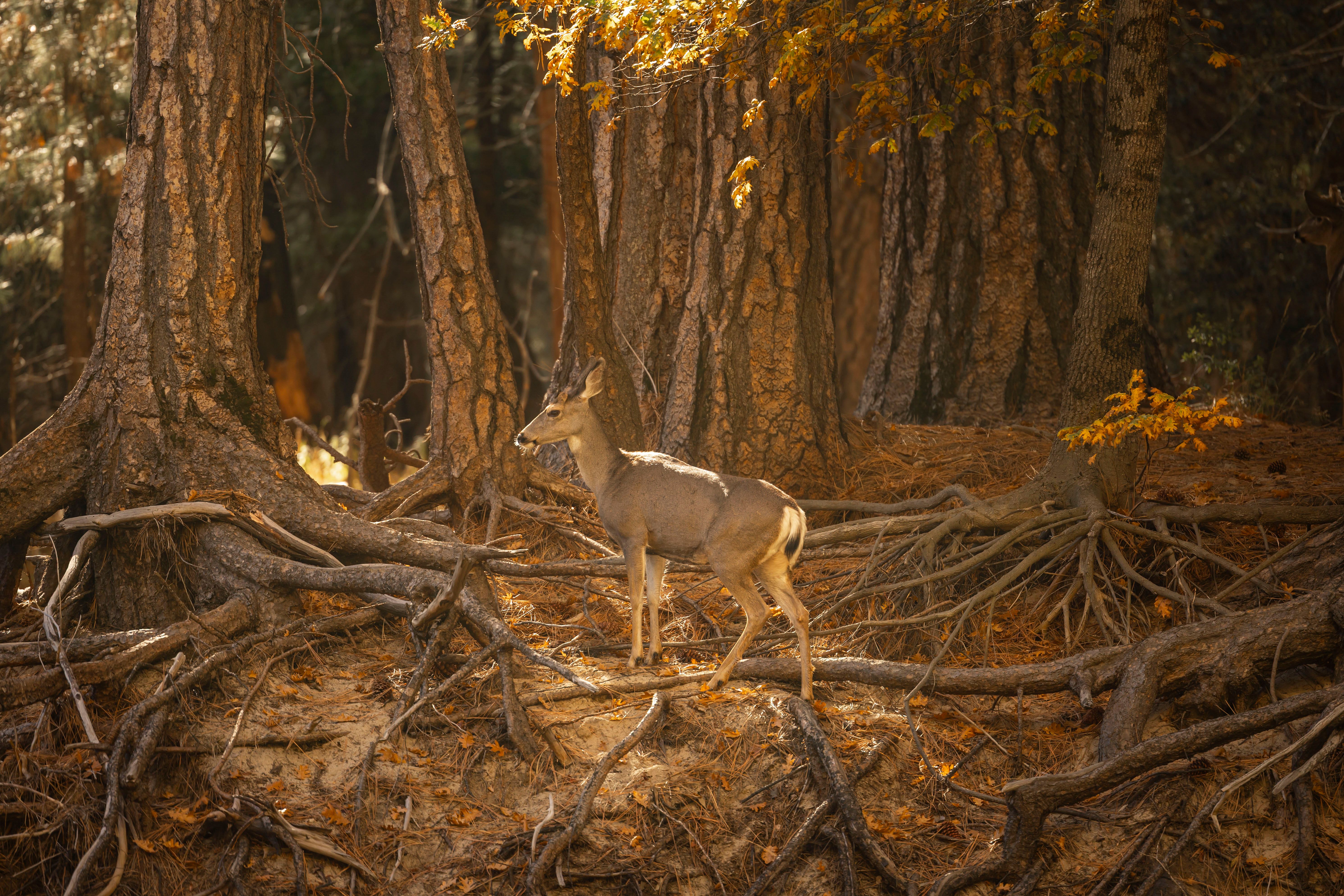 Forest & Wildlife Clearances